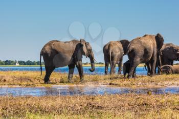 The oldest national park in Botswana - Chobe National Park. Watering in the Okavango Delta, Africa. Herd of elephants adults and cubs crossing river in shallow water