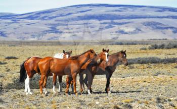 The herd of wild mustangs. Patagonian pampas on a summer day