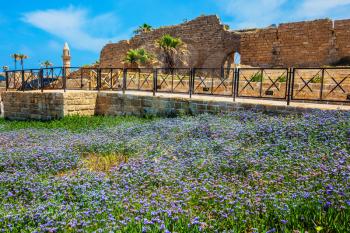 National park Caesarea on the Mediterranean. Israel. The ruins of the protective walls and internal structures of the city. The vast field of lavender flowers