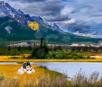 Magnificent landscape in the Rocky Mountains. The black bear rests on the rocks on the shore of the lake. The concept of ecological and active tourism