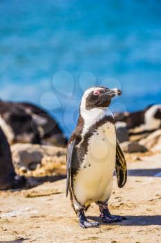 Table Mountain National Park, South Africa. The concept of ecotourism. African black - white penguin on the beach in Boulders Penguin Colony