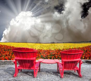  The concept of recreation and eco-tourism. The hot spring sun. Two joined red plastic chairs next to fields of garden buttercups