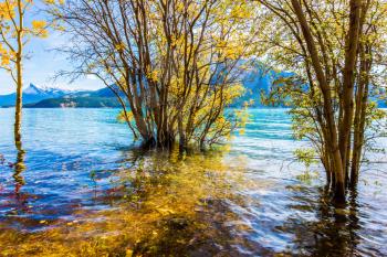 Journey to the Golden Autumn in Rocky Mountains. The flooded coastal gold birchwoods. Magnificent turquoise Abraham Lake in a flood. The concept of ecological and active tourism