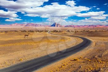 Impala antelope in Africa. The highway passes through the world's oldest Namib desert. The concept of exotic car tourism