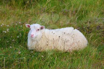 July in Iceland. White Icelandic sheep resting in a meadow