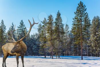 Magnificent reindeer with horns. Bright day in a snow-covered forest. Concept of active and ecological tourism