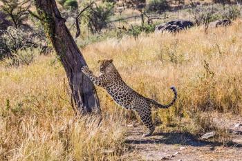 Savannah in Namibia. The concept of exotic and extreme tourism. The magnificent large spotty African leopard sharpens claws about a tree