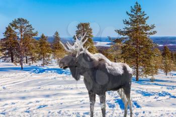 Large moose with powerful horns resting on the edge of forest in the snow. Cold winter sunset in the Arctic. Christmas. Concept of active and ecological tourism