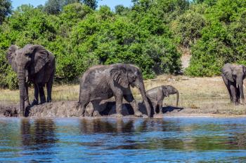  Family of elephants with calves came to drink. Botswana Chobe National Park, the river Zambezi