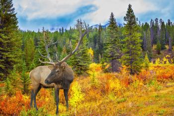  Fairy-tale deer antlered on the edge of pine forest. The lush colorful golden autumn in the Rocky Mountains of Canada