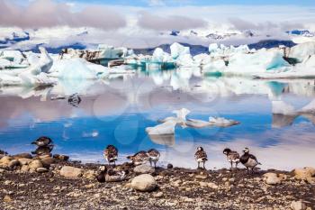  The pack of Icelandic geese is grazed on the bank of lagoon. Sunrise illuminates the glacier Vatnajokull and water of Ice Lagoon Jokulsarlon. The concept of northern ecotourism
