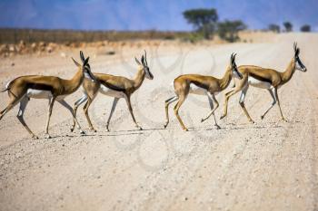 Small herd of impala antelopes cross the road.  Dirt road in the African steppe. The concept of exotic tourism. Travel to Namibia