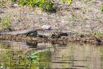 Large iguana moving rapidly along the river. Botswana, Chobe National Park on the Zambezi River