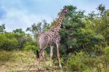Animals in South Africa. The famous Kruger National Park. Giraffes graze, eating the tops of trees
