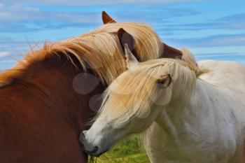 Tender meeting. Two Icelandic horses with white manes on free ranging
