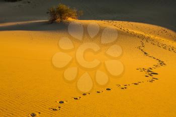Chains of animals and people should be covered dunes. Early morning in Mesquite Flat Sand Dunes, California