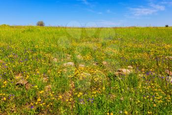 Spring flowers and fresh grass. Israel. Legendary Golan Heights in  beautiful sunny day
