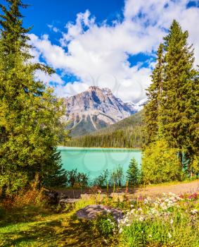 Solar cool morning. Blossoming glade in the forest on Emerald Lake. Yoho National Park, Rocky Mountains, Canada