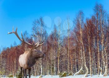 Cold winter sunset in the Arctic. Reindeer on an edge of the winter forest. Concept of active and ecological tourism