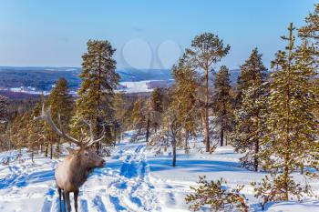 Magnificent deer in a snowy forest. Christmas. Cold winter sunset in the Arctic. Concept of active and ecological tourism