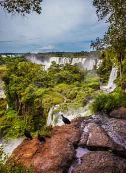 The black Andean condors sit on the edge of the ledge. Picturesque ledges form the famous waterfalls. Waterfalls Iguazu. The concept of active and exotic tourism