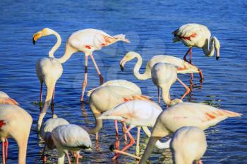 Sunset in national park of Kamargue.  Delta of Rhone, Provence, France. Pack of pink flamingos look for a forage in lake