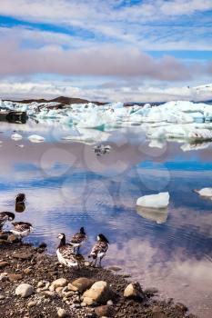 The Icelandic geese are grazed on the bank of lagoon. Sunrise illuminates the glacier Vatnajokull and water of Ice Lagoon Jokulsarlon. The concept of northern ecotourism