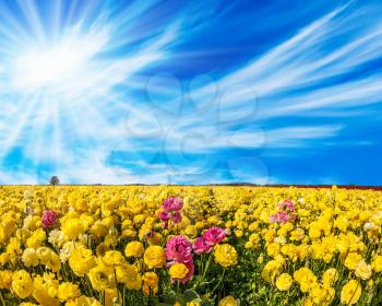 Light cirrus clouds fly in the blue sky. Warm sunny day in May. Adorable yellow garden buttercups - ranunculus bloom on a farm field. Concept of ecological tourism