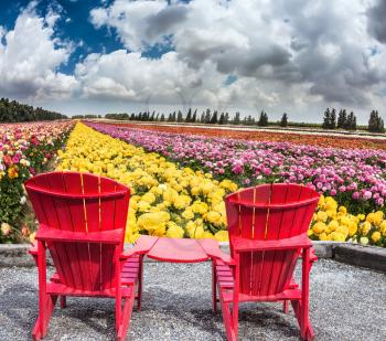 Pair of bright plastic garden chairs. Multi-color field of large garden buttercups. Spring flowering ranunculus