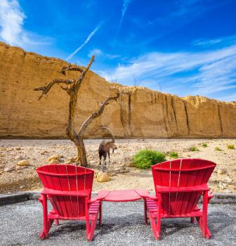 Two convenient red chaise lounges connected by small table stand for tourists. Mountain goat grazing in the dry tree. Walking route on  picturesque Black canyon