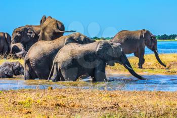 Chobe National Park in Botswana. Watering in the Okavango Delta. Herd of African elephants crossing river in shallow water