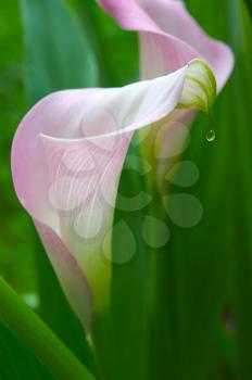 Royalty Free Photo of a Flower With a Drop of Water