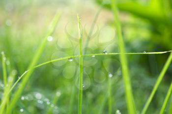 Royalty Free Photo of Blades of Grass With Dewdrops