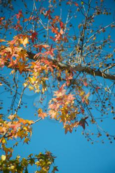 Royalty Free Photo of an Autumn Tree