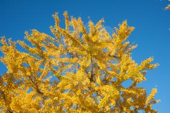 Royalty Free Photo of a Tree in Fall