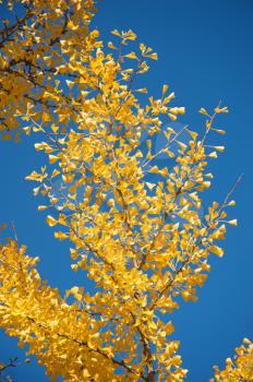 Royalty Free Photo of a Tree With Golden Leaves