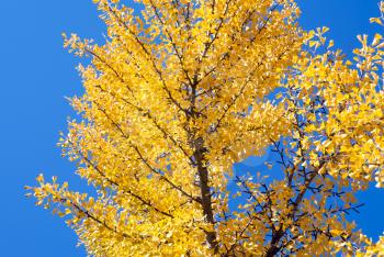 Royalty Free Photo of a Golden Tree