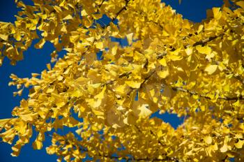 Royalty Free Photo of Golden Leaves