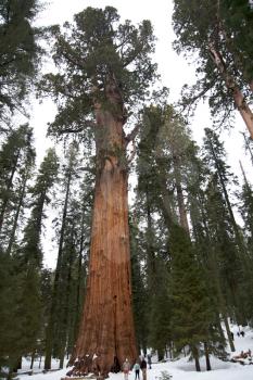 General Sherman giant sequoia tree