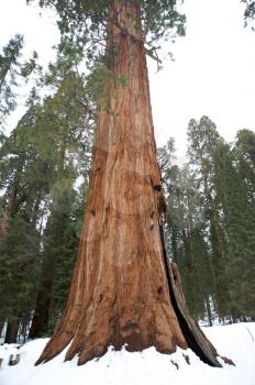 Giant sequoia tree