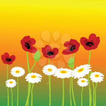 Poppies and chamomiles background