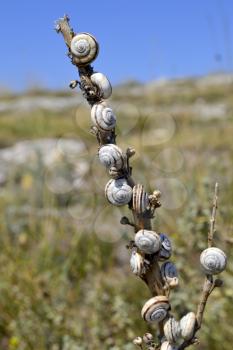 Close-up of snails on a stick