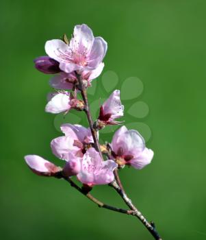 Close-up of  cherry blossoms against a natural green background