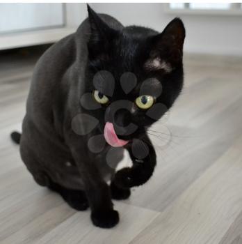 Black cat with hair trimmed with tongue out