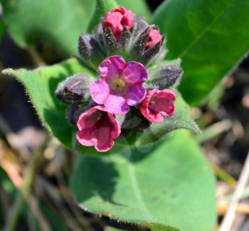 Pulmonaria officinalis in a garden. Common lungwort, also known as Mary's tears or Our Lady's milk drops