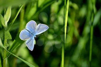 Blue butterfly on green grass background