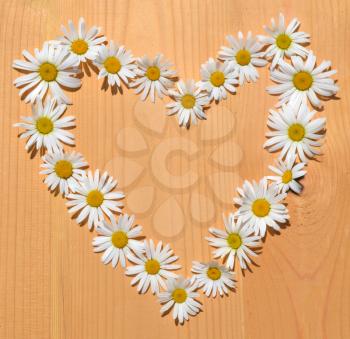 Daisy flower frame in shape of heart