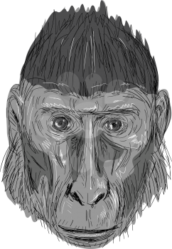 Illustration of Crested Black Macaque Head facing front done in hand sketch Drawing style.