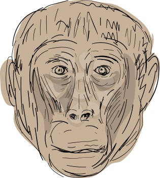 Illustration of a Gelada Monkey Head viewed from front done in hand sketch Drawing style.