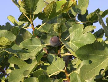 Royalty Free Photo of a Closeup of a Fig Tree